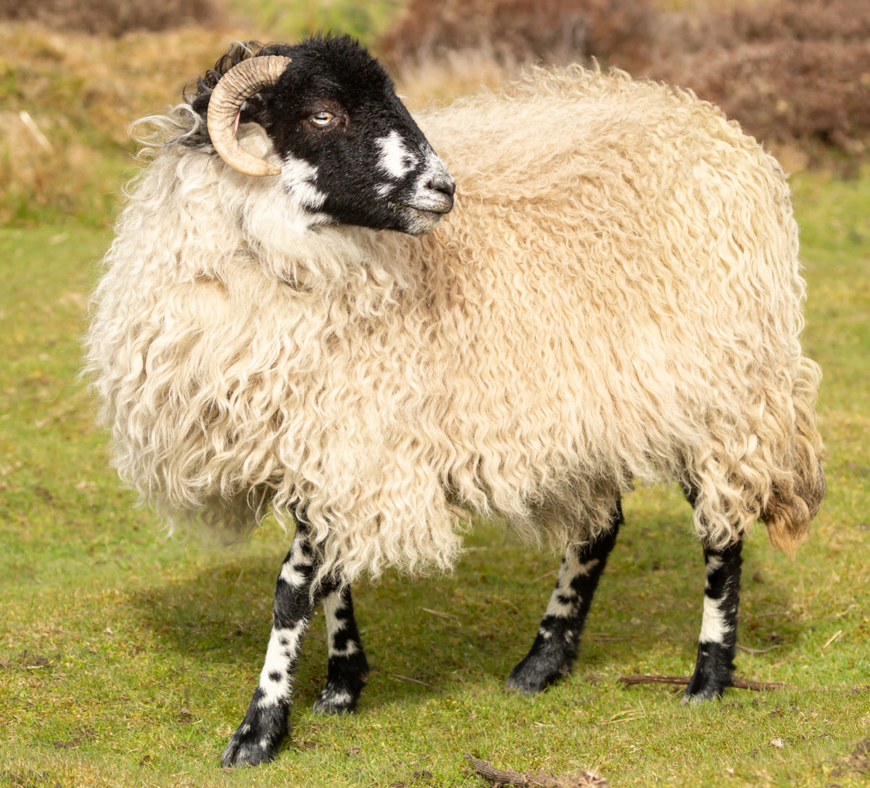 100% Organic Wool & Suvin Organic Gold Cotton Hand Tufted Ultra 6000 Mattress